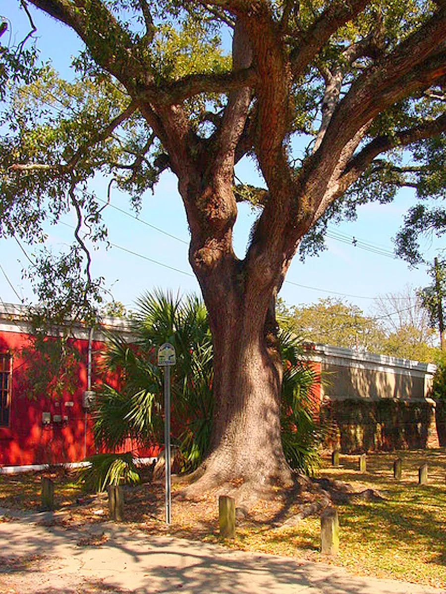 The broad live oak known as the Boyington Oak beside the wall of Church Street Graveyard in Mobile