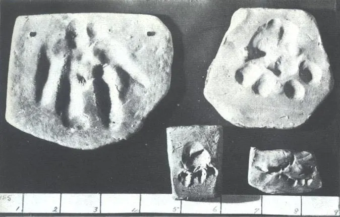 Photographs of plasticine impressions said to be the paw prints and tooth marks of Gef the talking mongoose