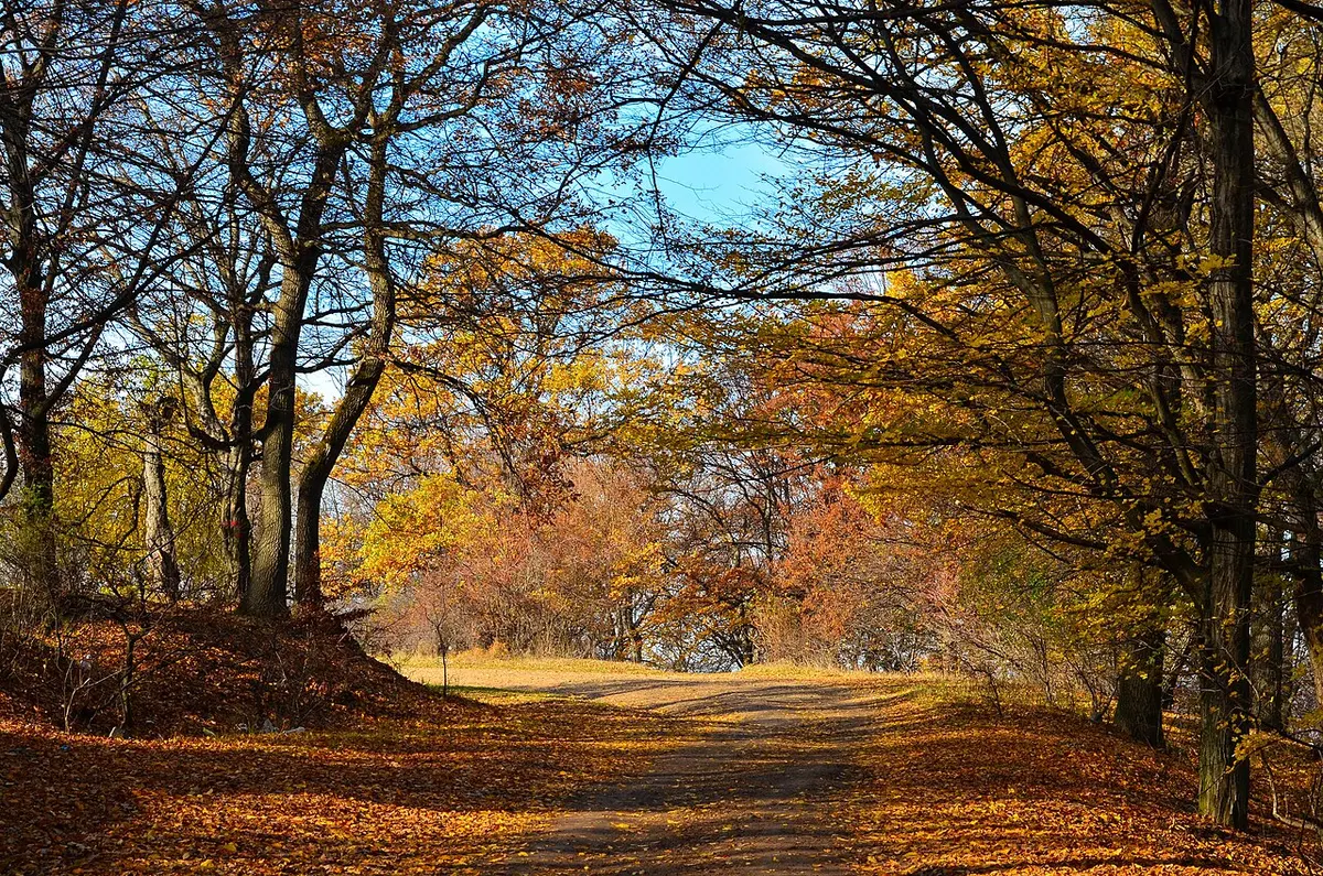 Autumn trees in the Hoia-Baciu Forest near Cluj-Napoca