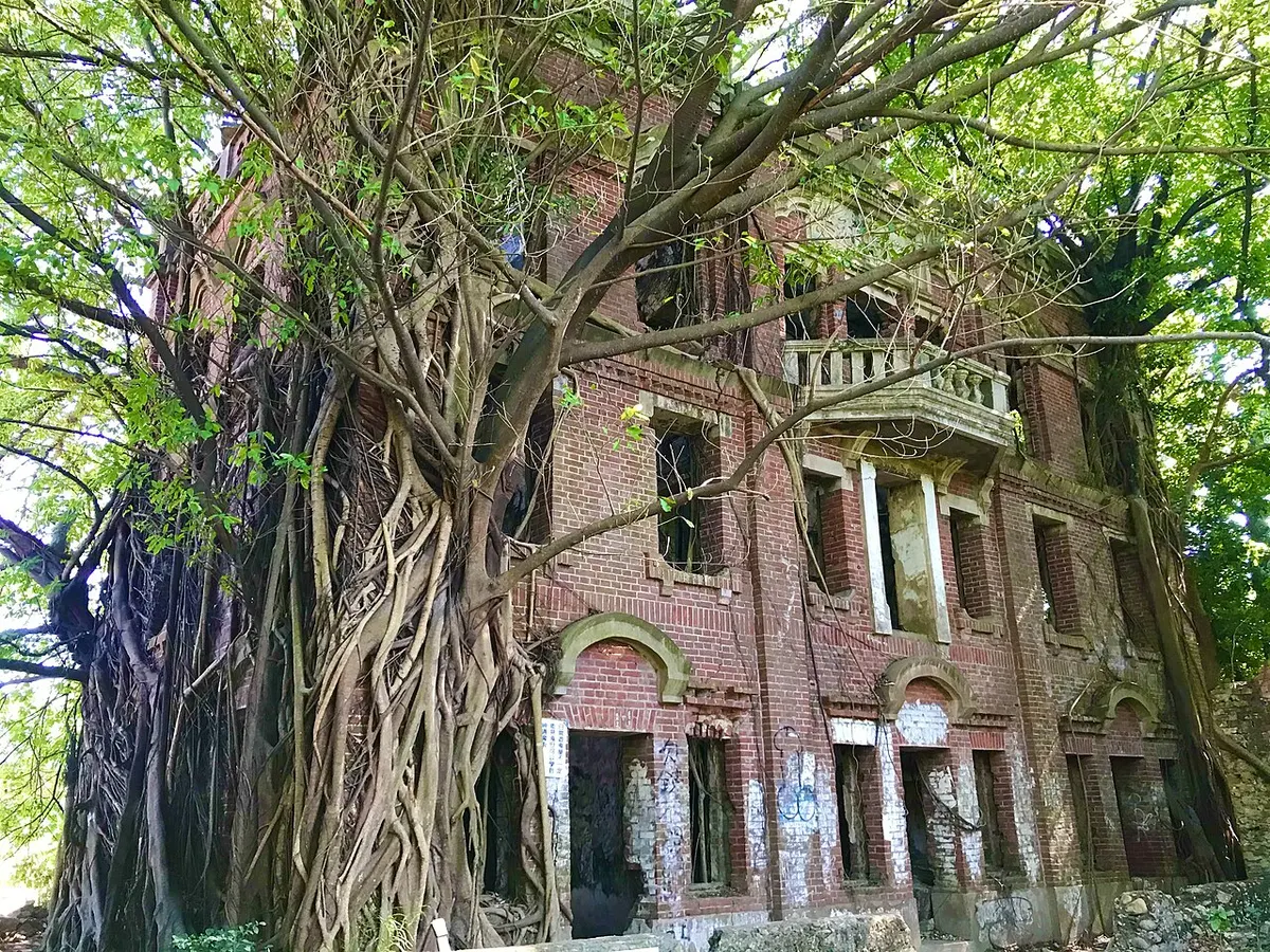 The roofless brick shell of the Liu family mansion in Minxiong, overgrown with trees and banyan roots